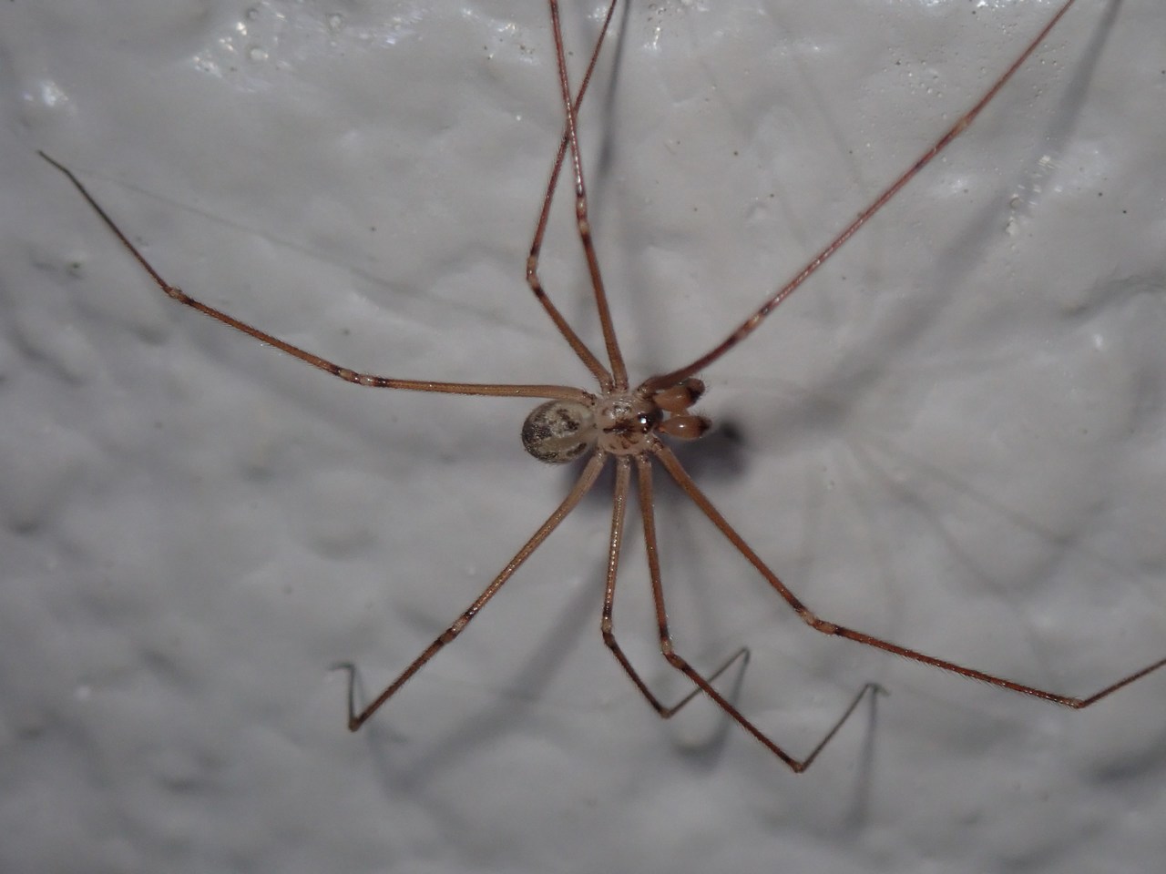 Physocyclus sp Physocyclus sp